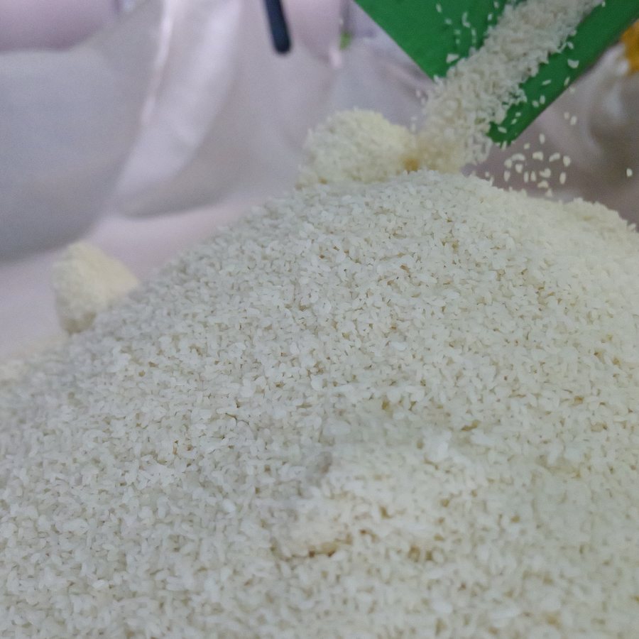 緑のスコップから米こうじを広げる、製麹の作業
