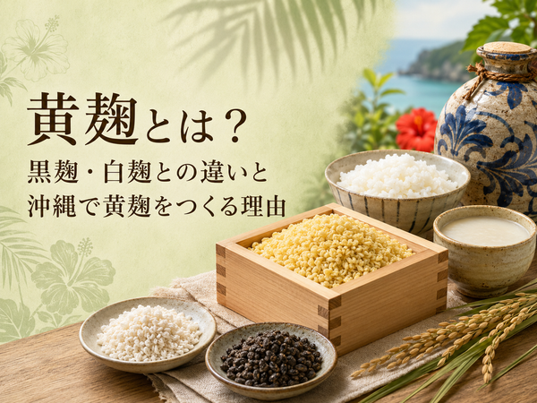 黄麹とは？黒麹・白麹との違いと沖縄で黄麹をつくる理由